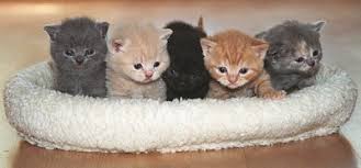 eenheid wetgeving long gratis kittens