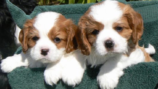 schattige pups